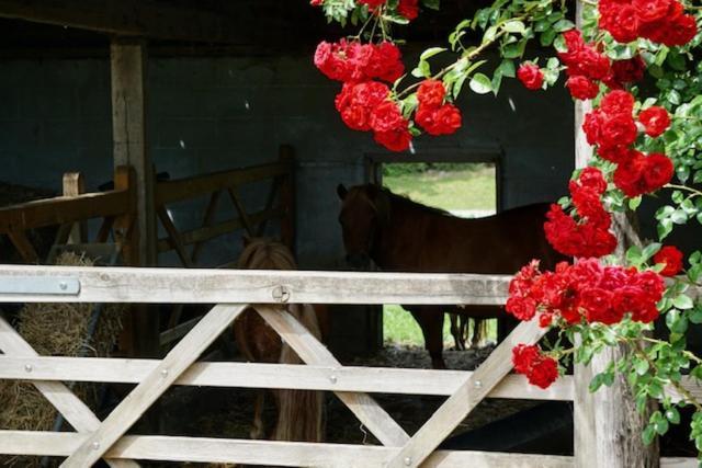 B&B De Hulst Izegem Bagian luar foto